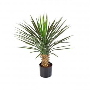 2000983229359 Юкка Рострата куст 80 см COSMO RED