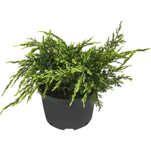 PLANTMARKET Можжевельник Холгер - вечнозеленый кустарник с серебристо-золотой хвоей 84406463