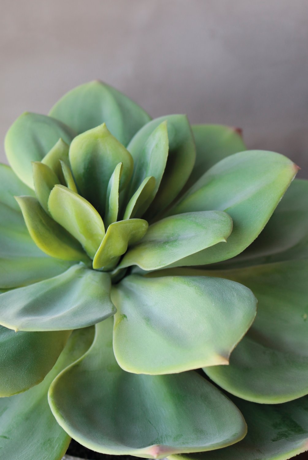 6401 883 a3 Искусственный суккулент, горшок, 33 см, зеленый H-andreas 