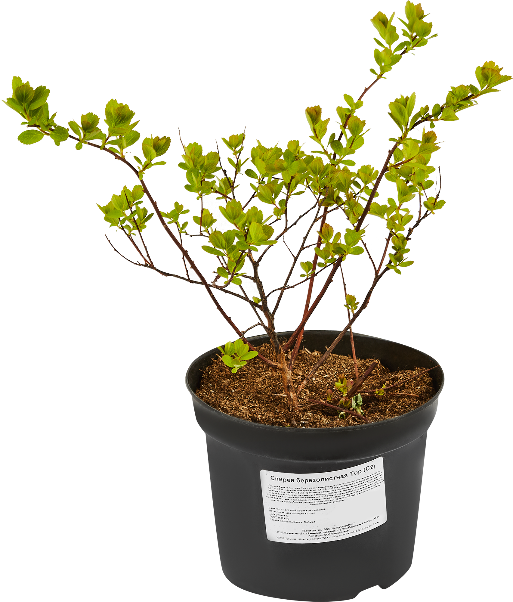 Саженец Спирея березолистная - многолетний цветущий кустарник 84815590 Santreyd STLM-0055572