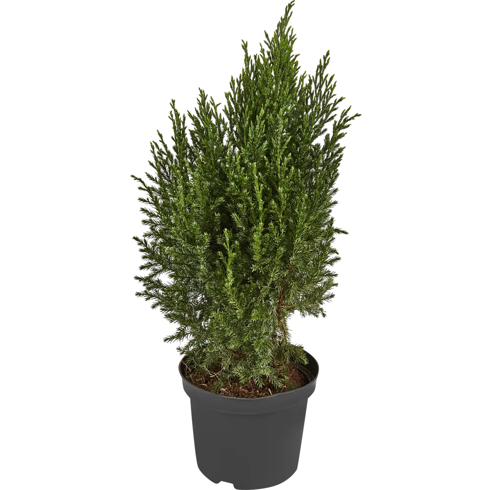 Можжевельник китайский Стрикта ø15 h65 см 84834041 STLM-2142718 PLANTMARKET  - Вид №1