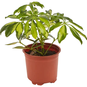 82560377 Шеффлера микс d13 h25 STLM-1390012