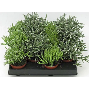 Рипсалис микс ø14 h30 см Росток 84587382 STLM-2098645