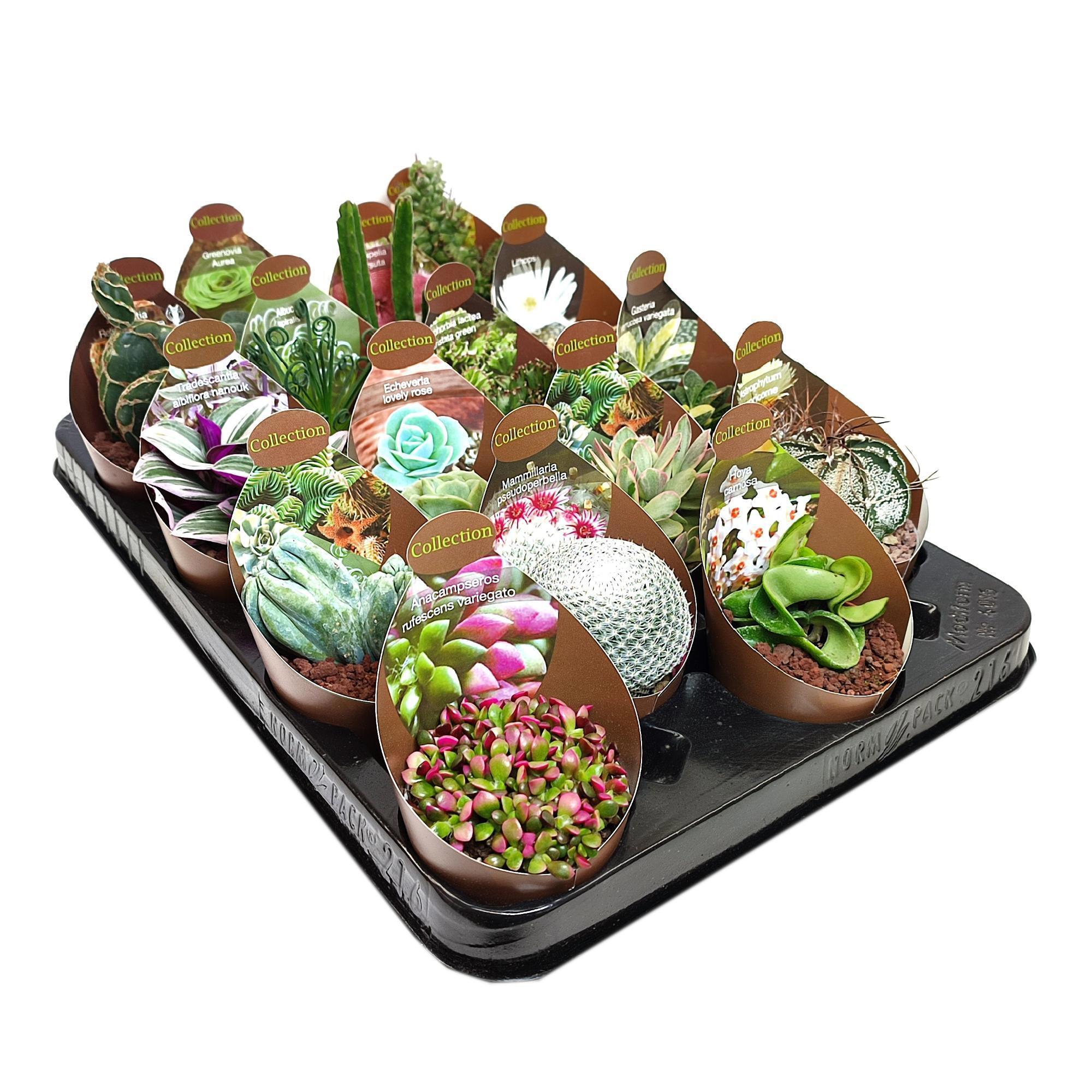 Композиция суккулентов Santreyd микс в горшке ø6.5 см 88477122 STLM-0077752