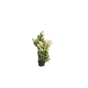 Гортензия метельчатая Полар Бир ø32 h80 - 100 см