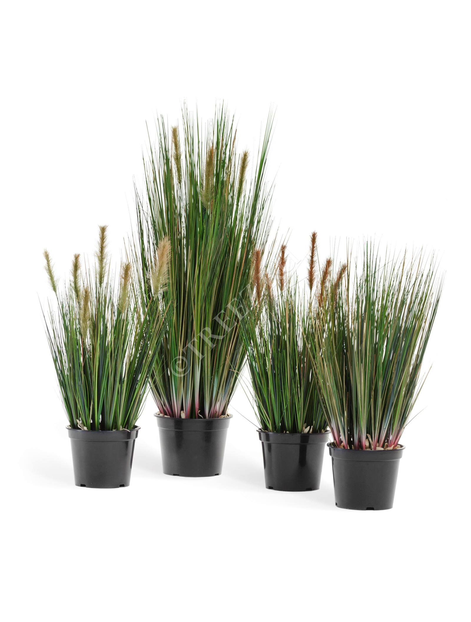 20.1040N Трава Осока куст с зелёными султанами Цветочная коллекция  - Вид №1