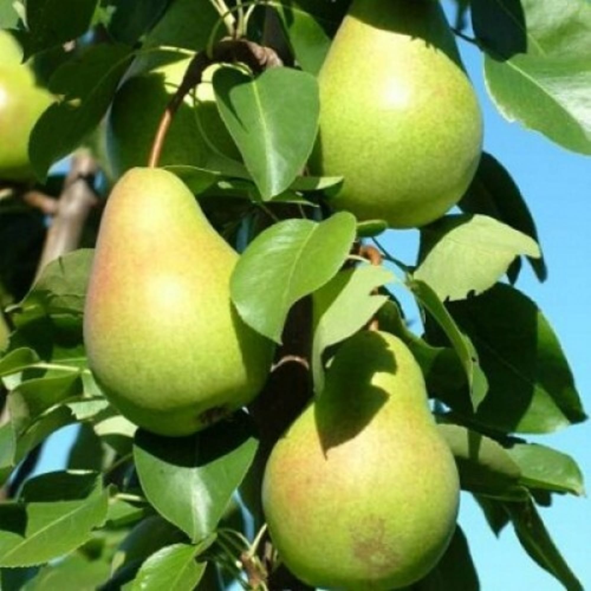 82597068 Груша «Любимица Яковлева» C4 высота 140 см Santreyd  - Вид №2