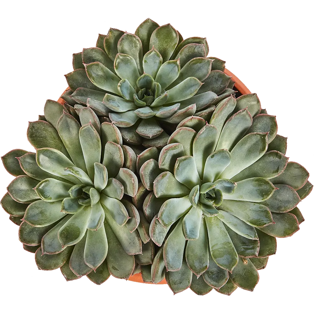 Эхеверия микс 17x30 см 82850444 STLM-2074573 Santreyd  - Вид №1