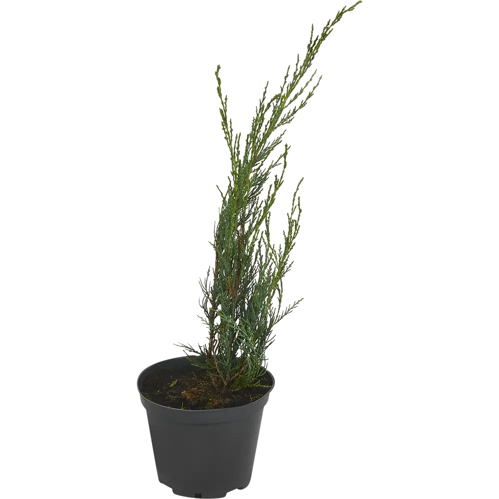 Можжевельник скальный Скай Рокет ø19 см h40-60 см 85088126 STLM-2028401 Santreyd 