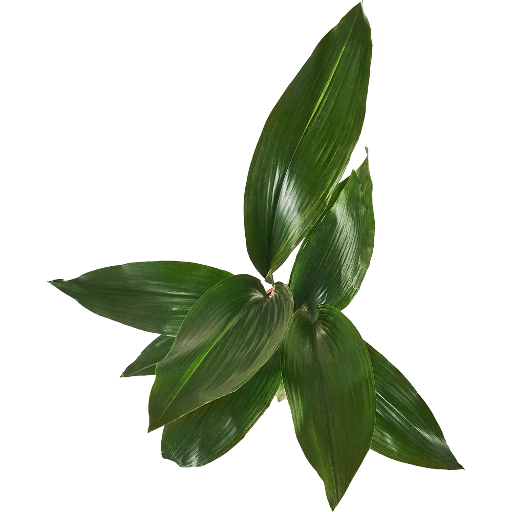 Santreyd Аспидистра Элатиор — изысканное комнатное растение с пышной листвой 87819684 STLM-0075884 - Вид №2