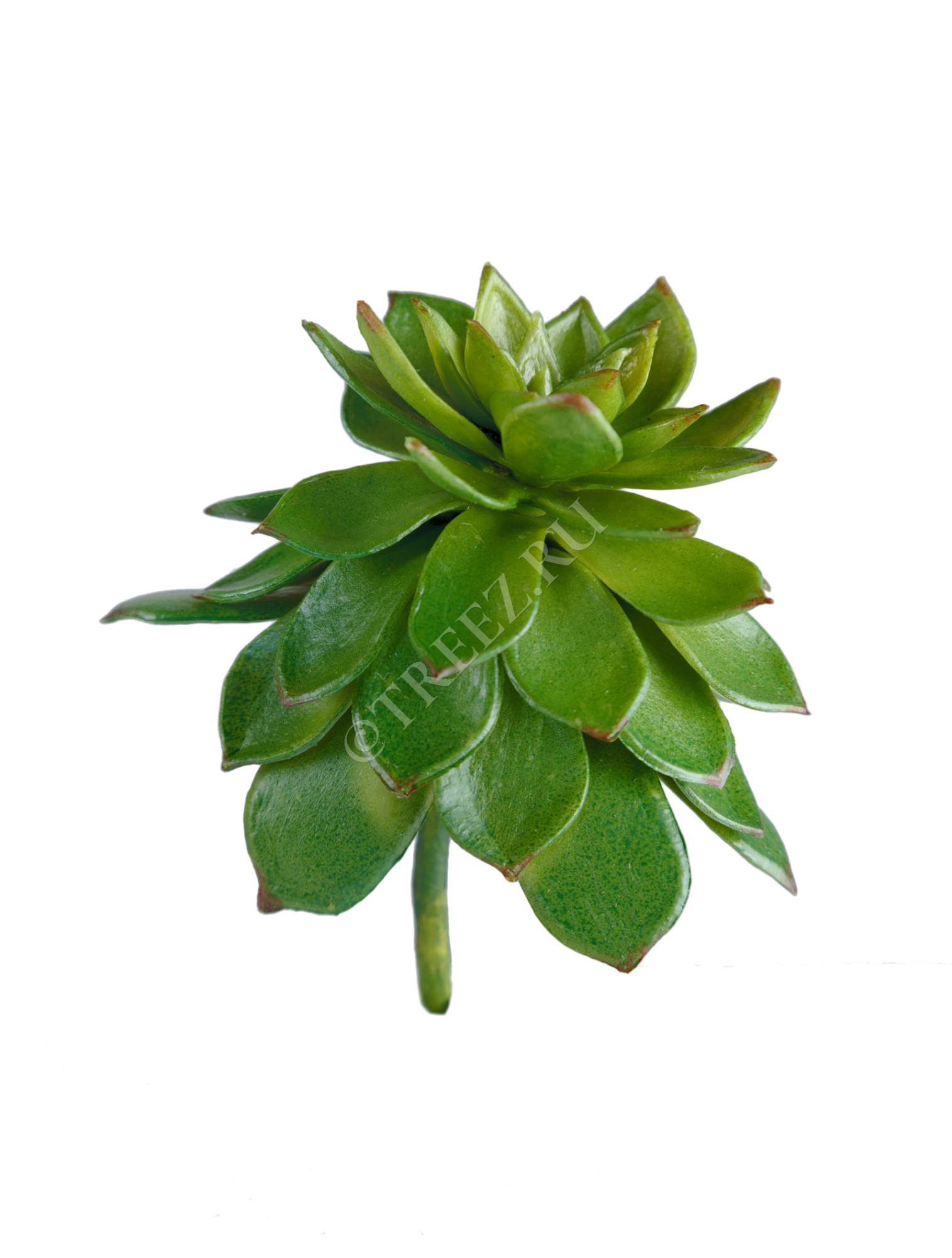 30.0610035 Мини-суккулент Эхеверия Мультикаулис Цветочная коллекция 