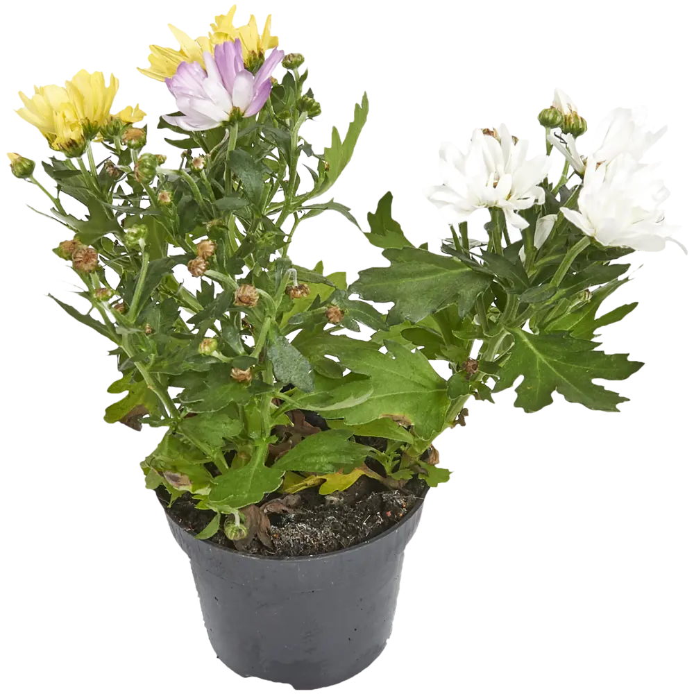 Santreyd Хризантема Карнавал - комнатное цветущее растение в горшке 82399759 STLM-0026505