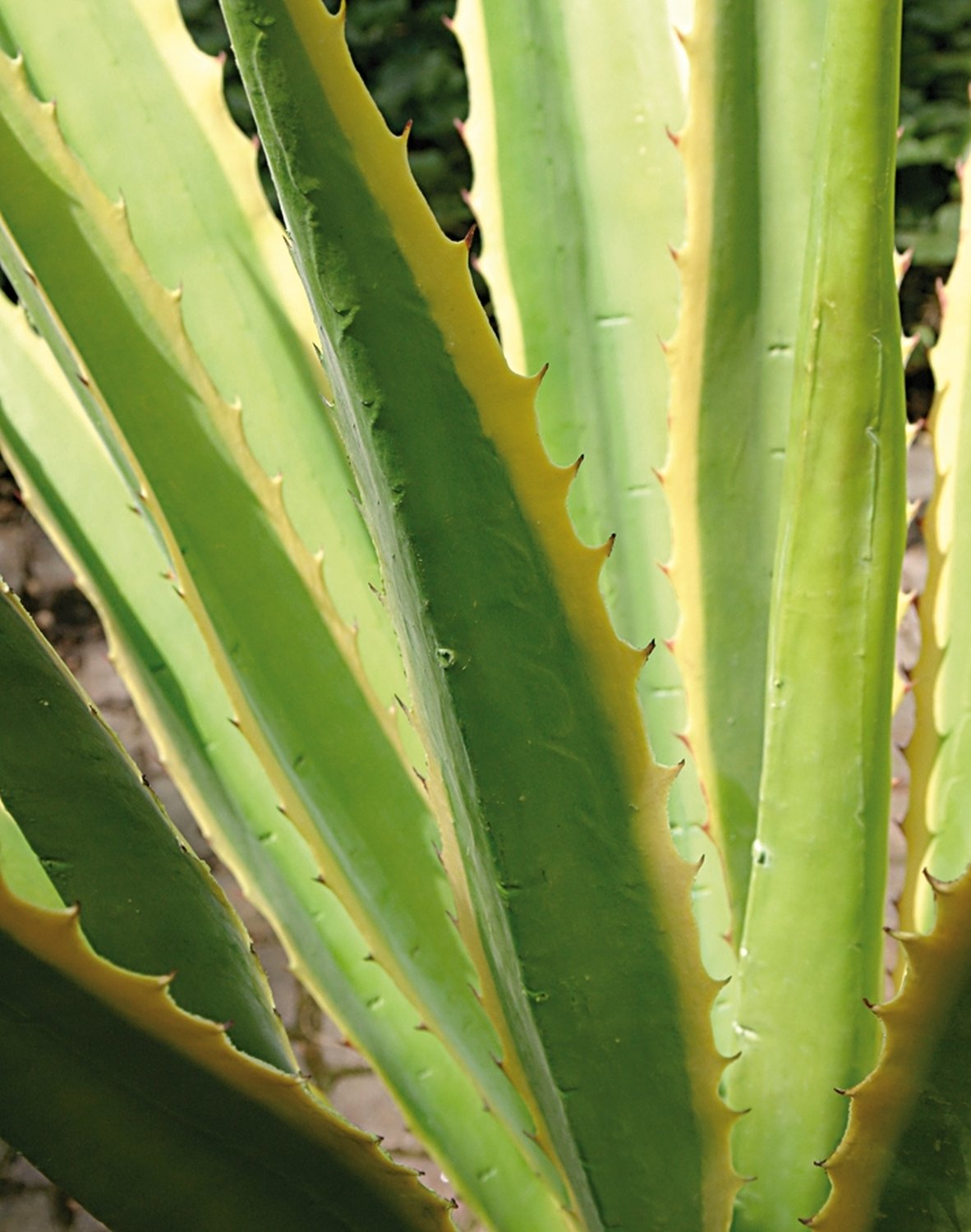 5716 803 a3 Шелковая агава, горшечная, 21 лист, 120 см, зелено-желтая H-andreas  - Вид №2