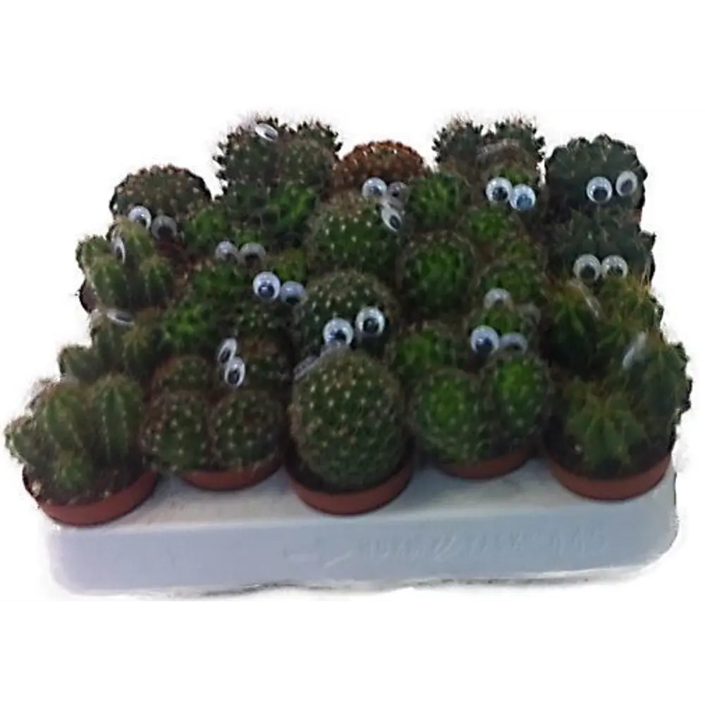 Santreyd Кактус с глазками - неприхотливый суккулент для интерьера 14470935 STLM-0004984 - Вид №3