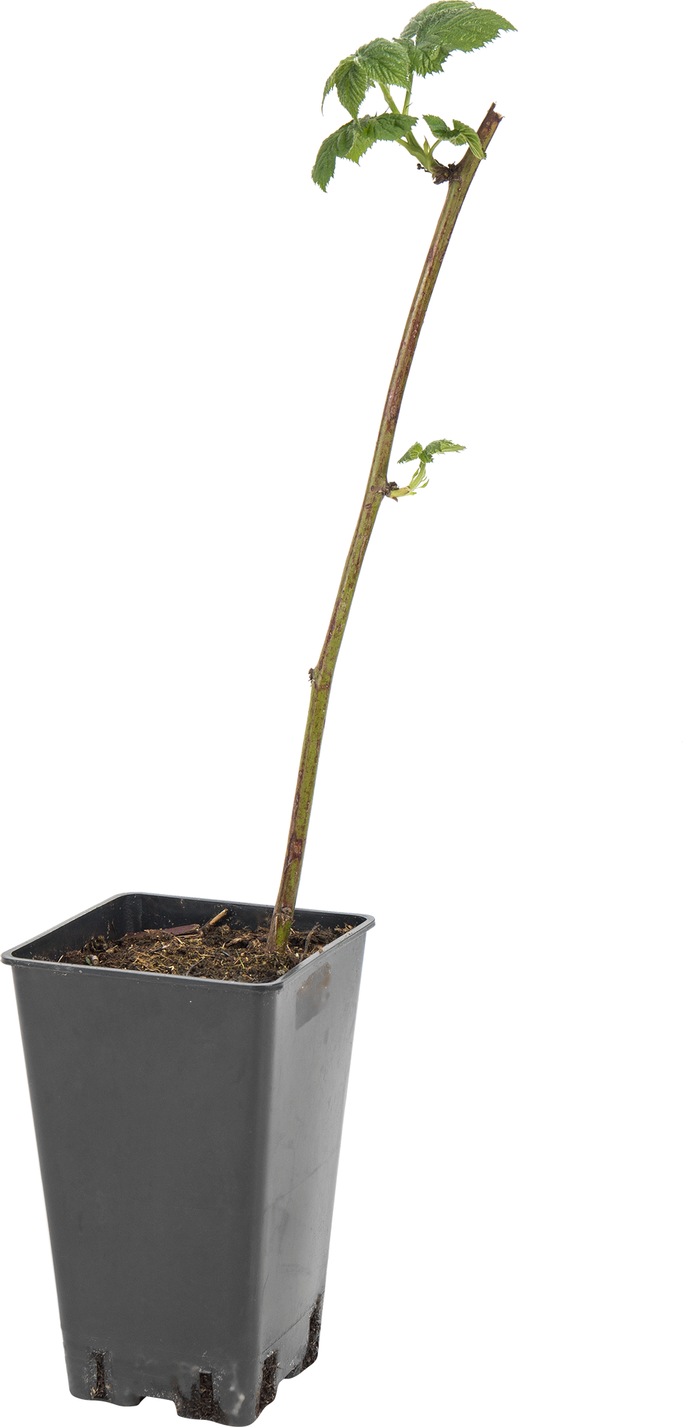 Саженец ежевики Торнфри C2 50 см 82597069 Santreyd STLM-0030985