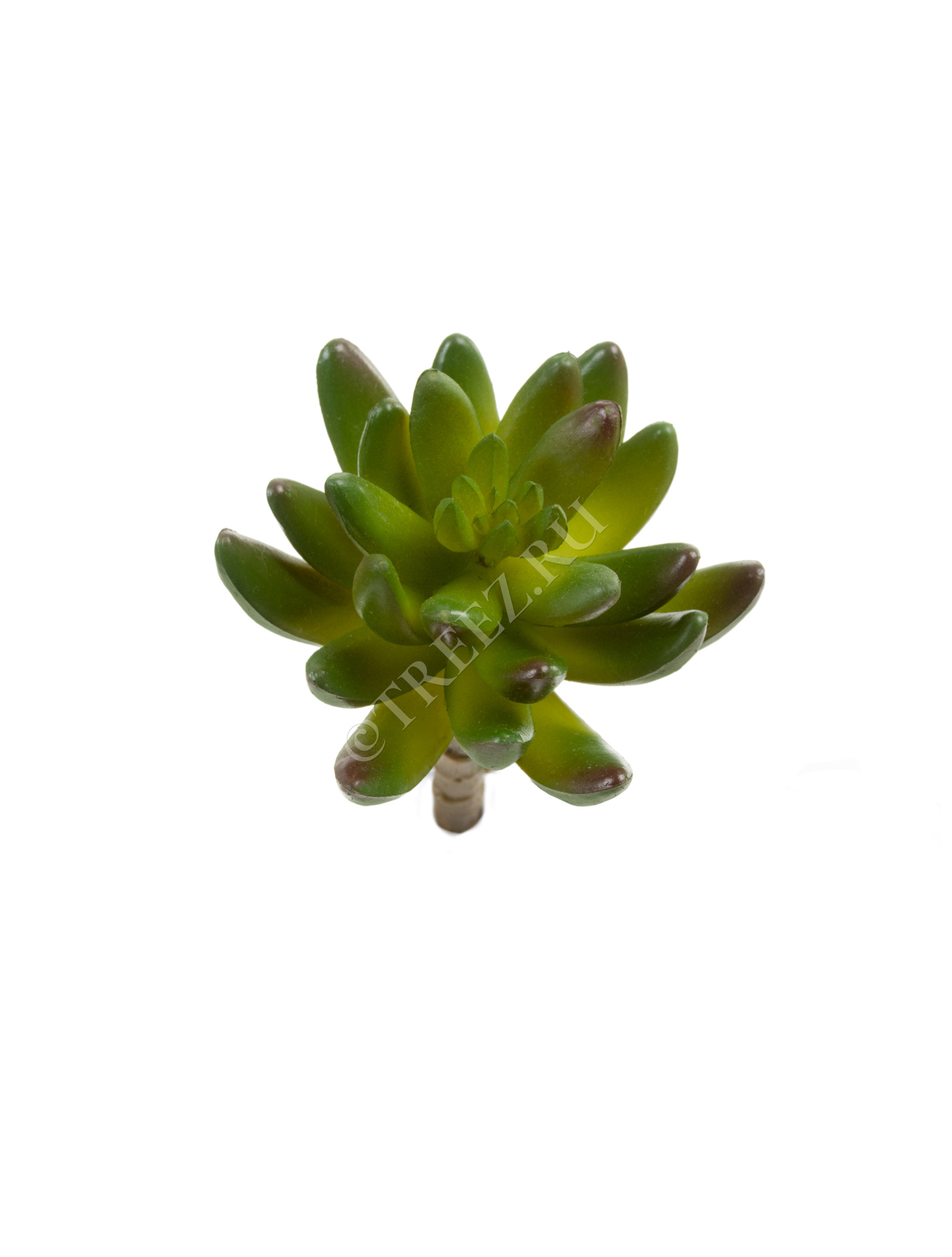 20.091819N Суккулент Синокрассула зелёная Цветочная коллекция  - Вид №1