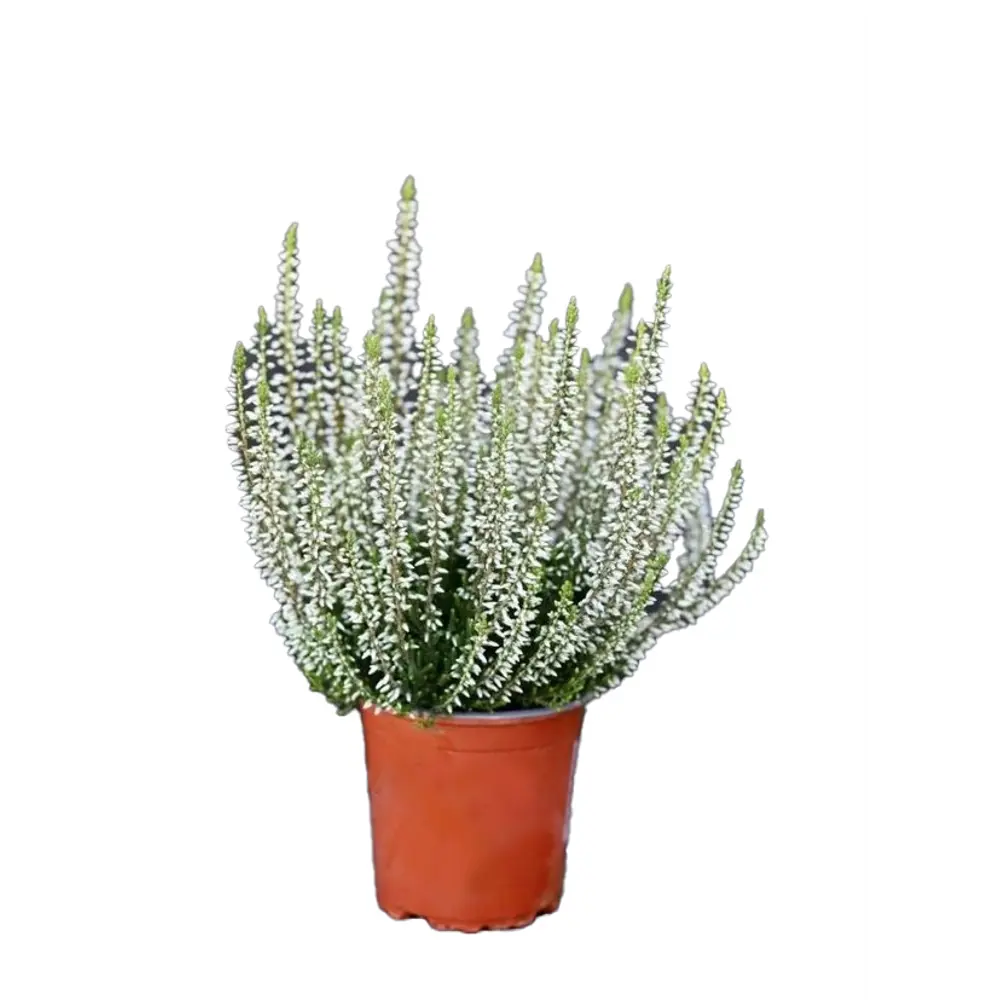 Каллуна обыкновенная Элиса - декоративный кустарник для альпинария 89437956 Santreyd STLM-1580864