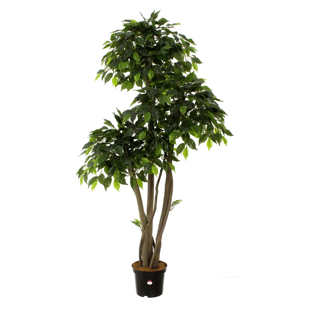 Фикус Элиот Лайт ø21 h150 см Santreyd STLM-2013802 - Вид №3