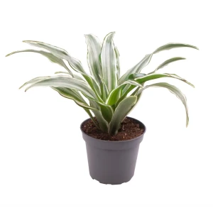 Santreyd Драцена Драгон Три Канзи - изысканное комнатное растение 89374995