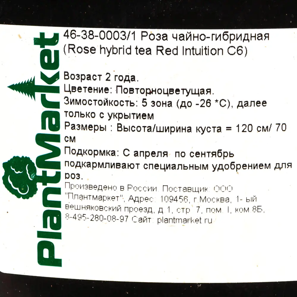 Роза чайно-гибридная «Ред Интуишин» красная 24x70 см 82625088 STLM-2155290 PLANTMARKET  - Вид №1