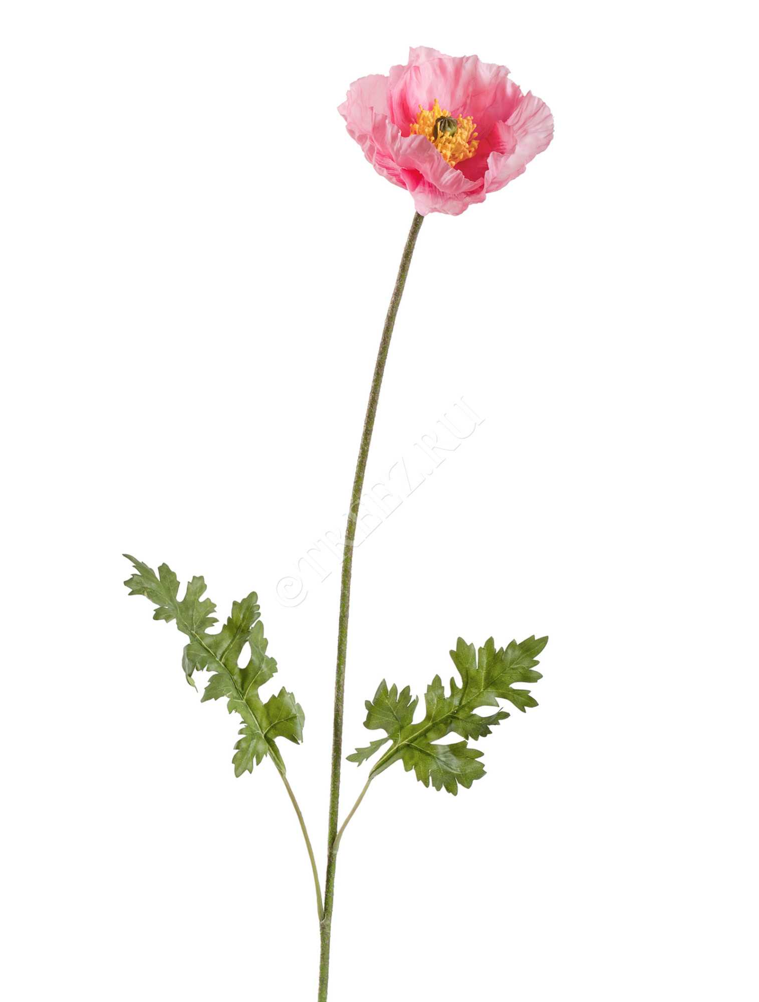 30.03170272PK Мак Ширли розовый Цветочная коллекция 