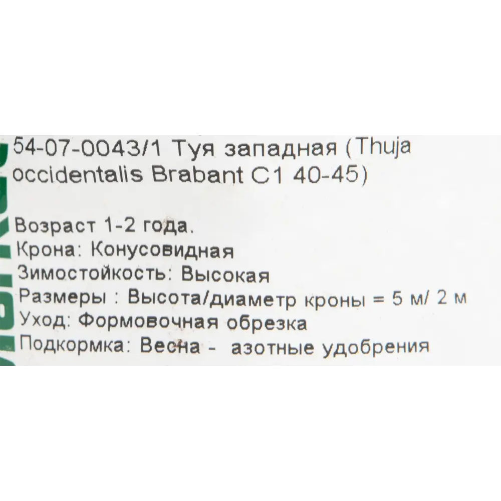 Туя западная Брабант С1/40-45 см 18470115 STLM-2096242 PLANTMARKET  - Вид №1
