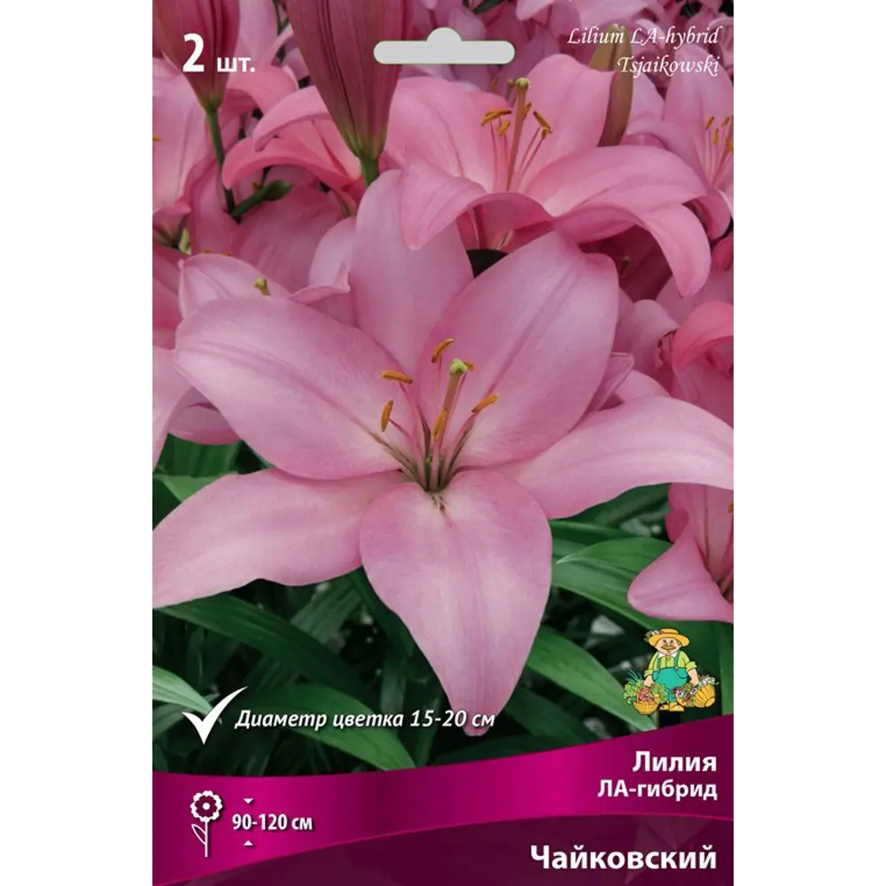 Лилия ЛА-гибрид «Чайковский», размер луковицы 14/16 82319580 STLM-2094498 Santreyd  - Вид №1