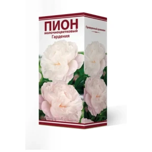 Пион травянистый Гардения луковица 2-3 83600100 STLM-2033268