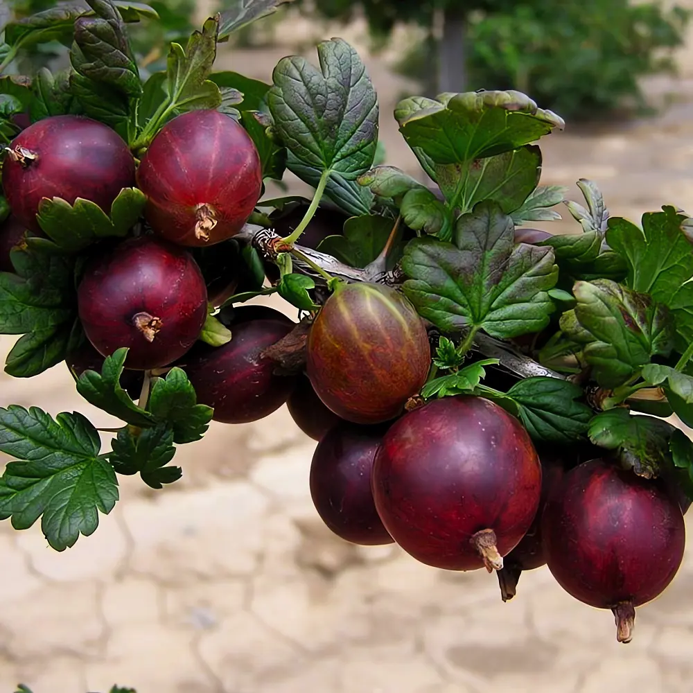 Крыжовник обыкновенный Командор h20 см 89421395 STLM-2211054 PLANTMARKET 