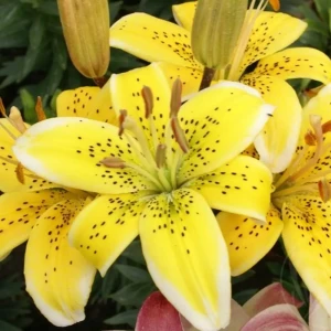 Лилия «Yellow», 12х14 см 14375831 STLM-2029033
