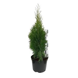 Туя западная Кубанский изумруд ø19 h30 см