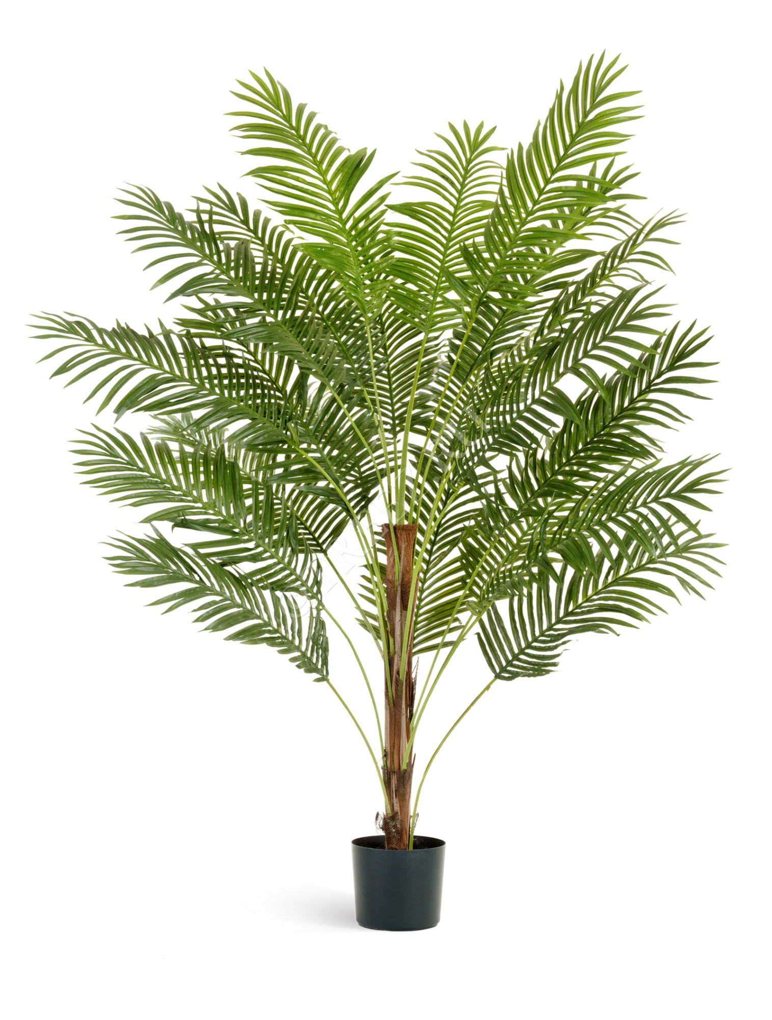 10.11636N Пальма Арека Парадиз Цветочная коллекция 