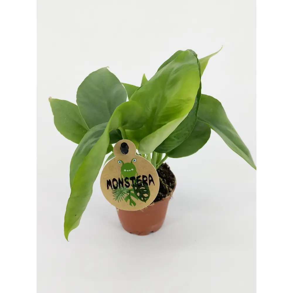 Santreyd Монстера мини - вечнозеленая лиана с ажурными листьями 82932715 STLM-0038101