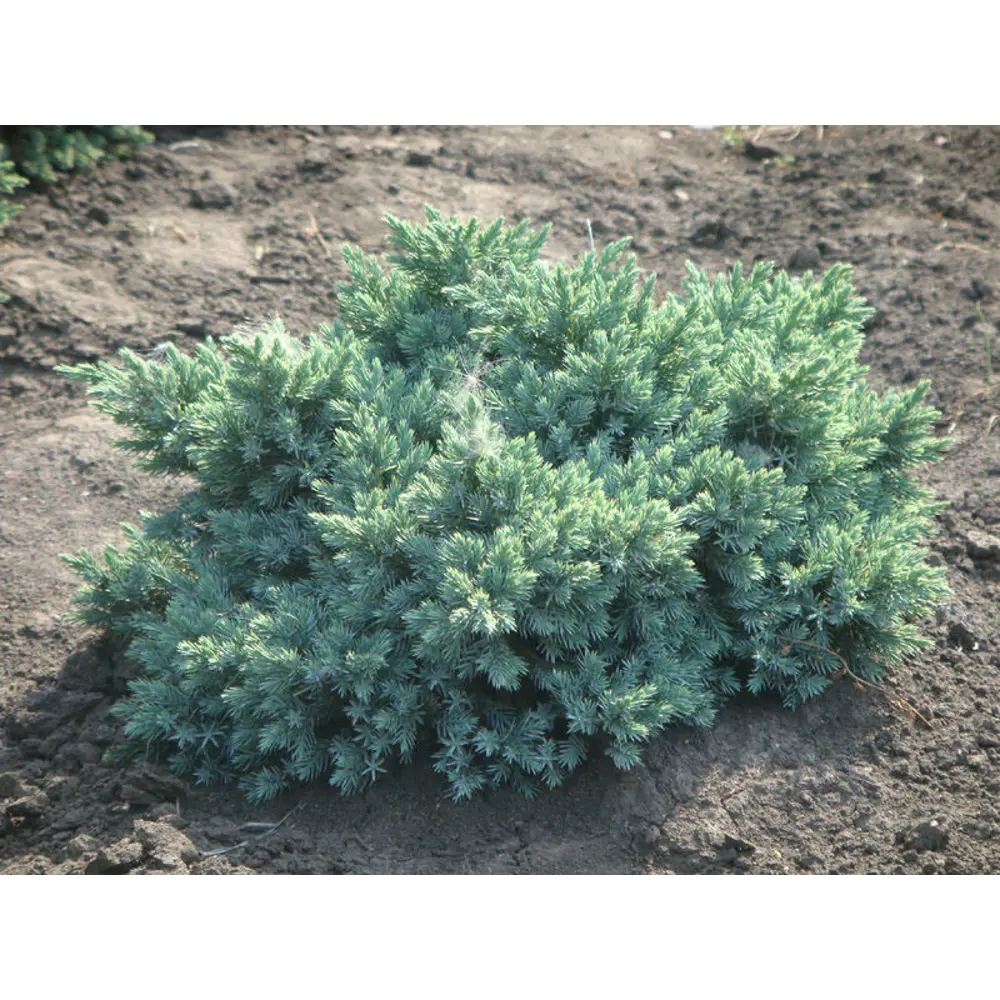Можжевельник чешуйчатый Блю Свиде ø17 h20 - 30 см 87691120 STLM-2124189 PLANTMARKET 