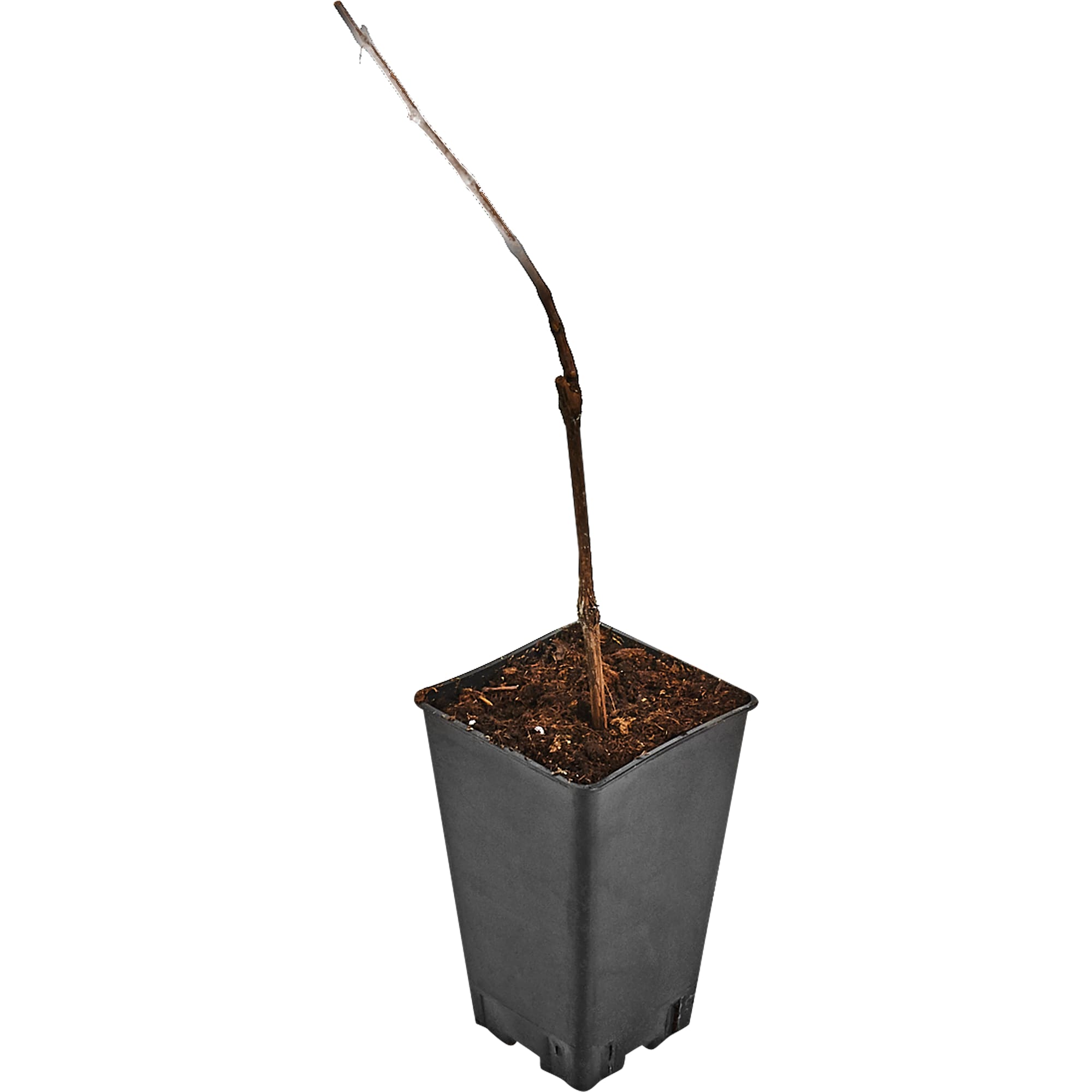 82596927 Виноград плодовый «Память Домбковской» C2 высота 50 см Santreyd  - Вид №2