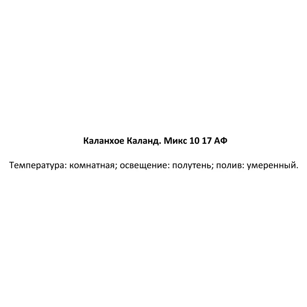 Santreyd Каландива - цветущее комнатное растение для дома 85324982 STLM-0061539 - Вид №4