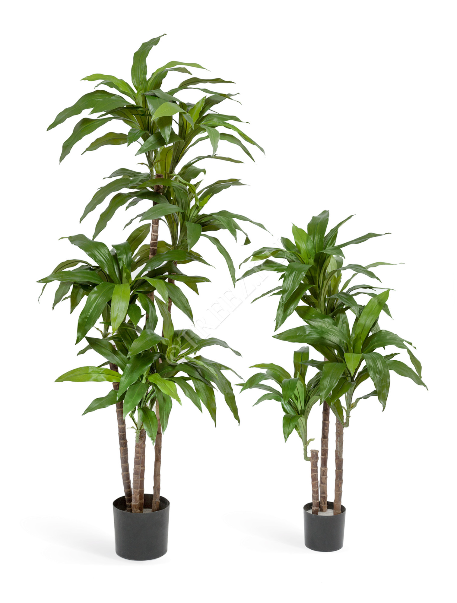 10.58202N Драцена Джанет Крейг зелёная Цветочная коллекция 