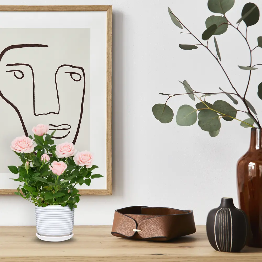 Santreyd Роза Кордана микс - миниатюрное украшение для дома и сада 82895031 STLM-0037686 - Вид №9