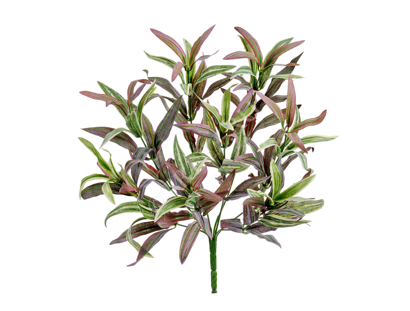 20.01161200FRM Спайдер-драцена припылённый бело-зелёно-розовый куст Цветочная коллекция 