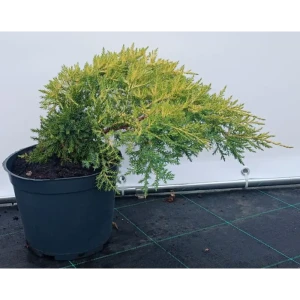 Можжевельник Пфицериана Голдкиссен ø19 см h40-60 см 85088146 STLM-2106672