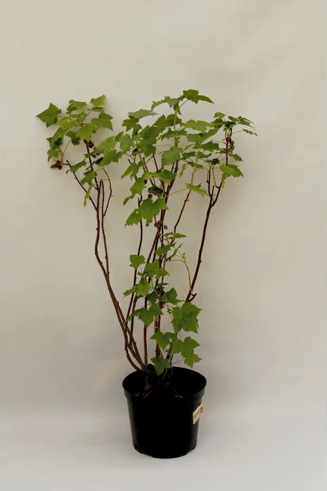 Santreyd Черная смородина - морозостойкий саженец 50 см 88477129