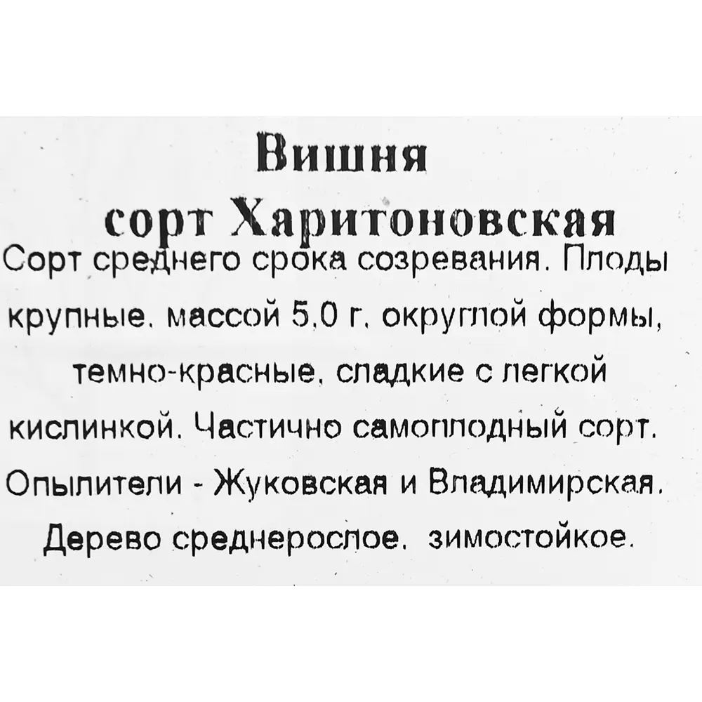 Вишня Харитоновская 9x60 см 83539265 STLM-2103818 Santreyd  - Вид №2