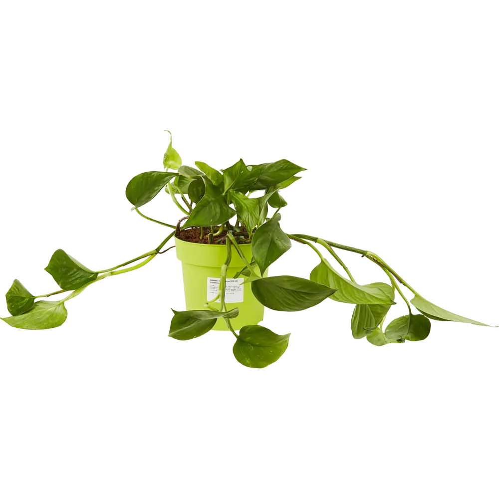 84586941 Сциндапсус микс ø15 h40 см Росток STLM-0052398 Santreyd 