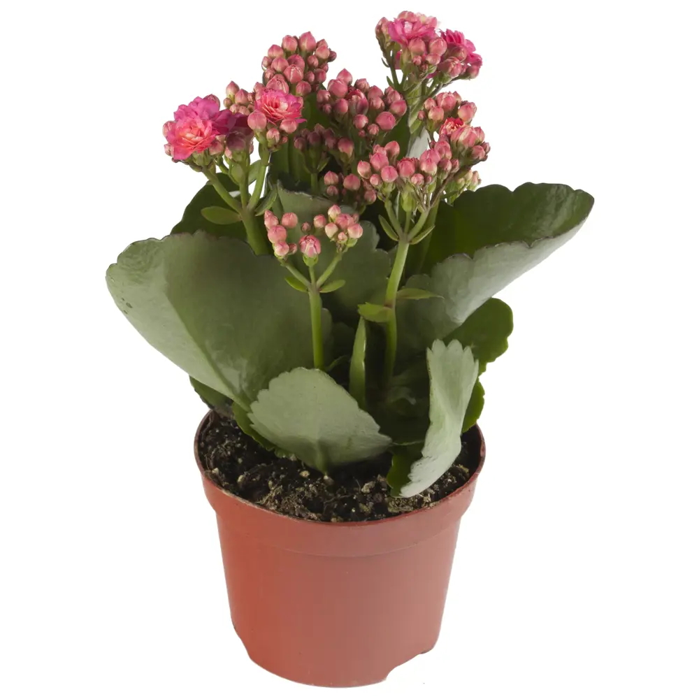 Каланхое микс ø12 h27 см 17699102 STLM-2128482 Santreyd 