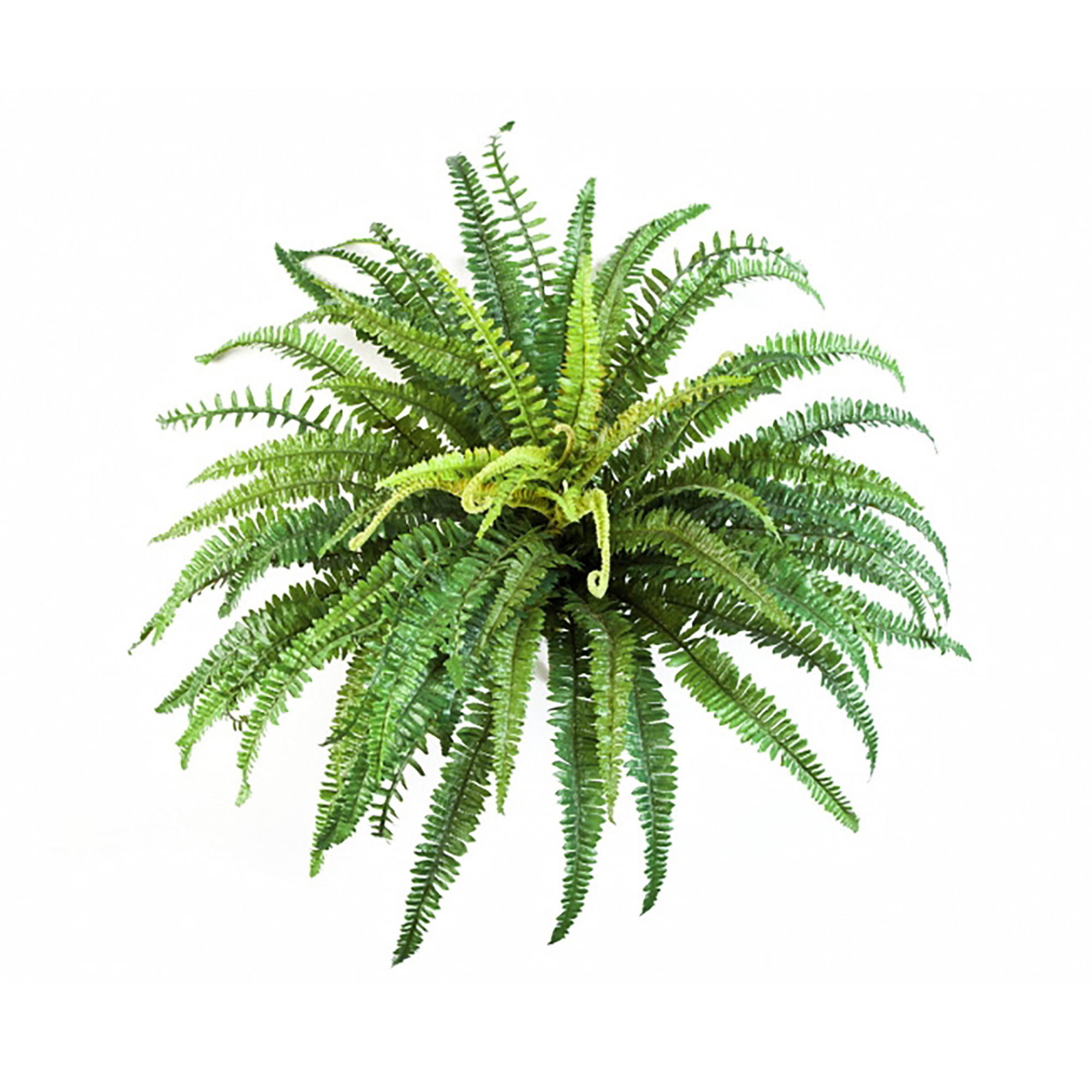 2000983229410 Папоротник лесной 57 см COSMO RED 