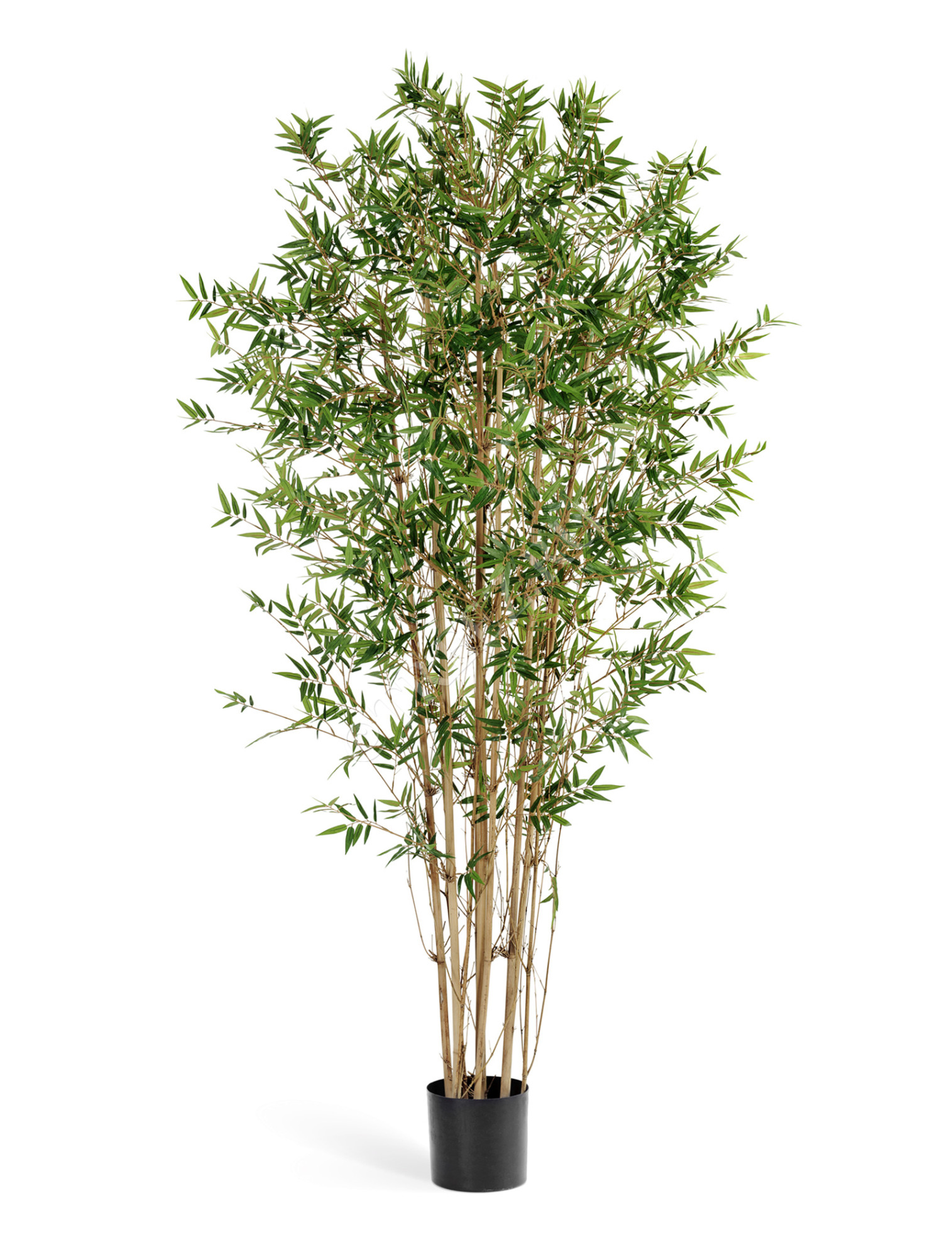 10.34305N Бамбук Японский ориенталь Цветочная коллекция 