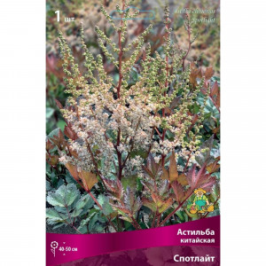 83599227 Астильба китайская Спотлайт луковица I