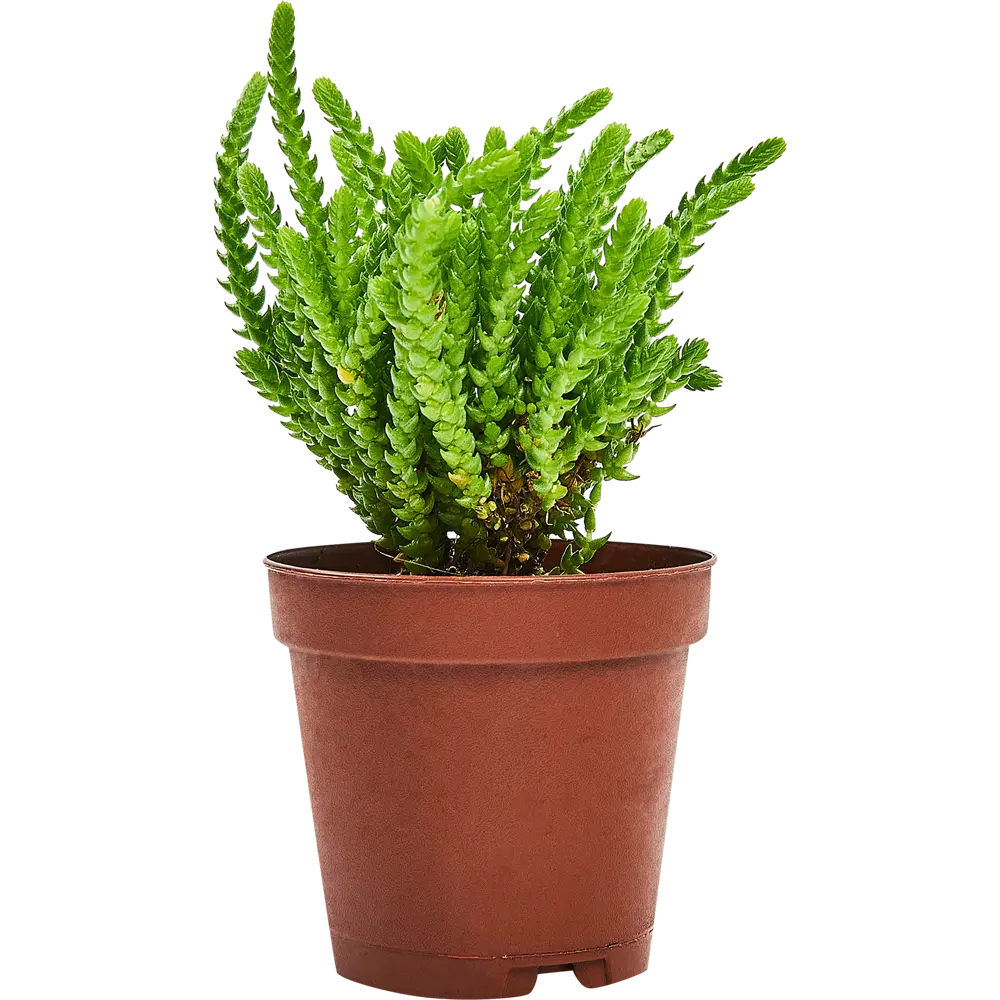 Santreyd Крассула плаунковидная — изящный суккулент для вашего интерьера 87819709 STLM-0075896