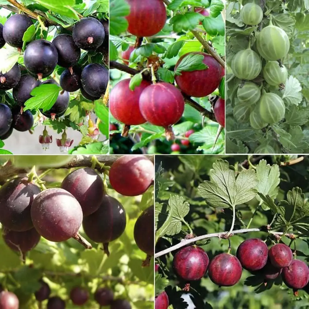 Крыжовник микс туба h36 см 89353016 STLM-2166007 Santreyd  - Вид №3