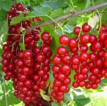 Саженец красной смородины Йонкер ван Тетс 82597126 Santreyd STLM-0031010 - Вид №2